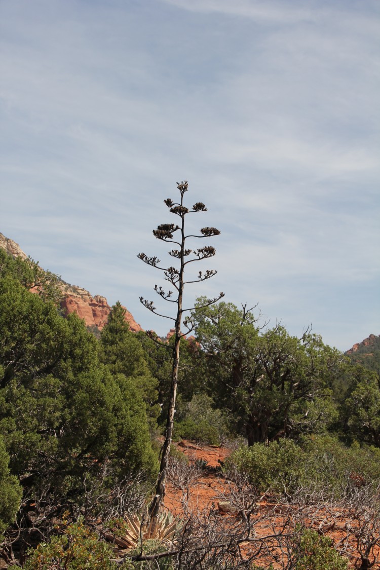 Dried Parry's Agave or Century Plant